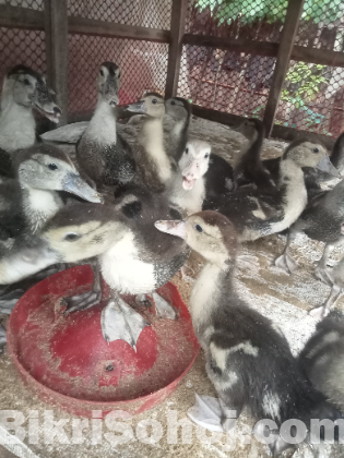 সিনের হাসের বাচ্চা ৩ মাসের